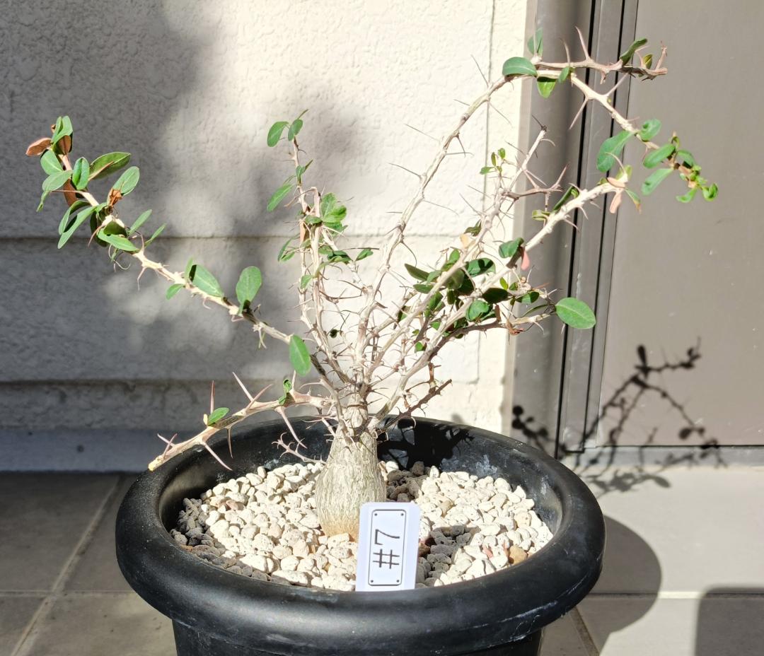 フォークイエリア コルムナリス 観峰玉　#7