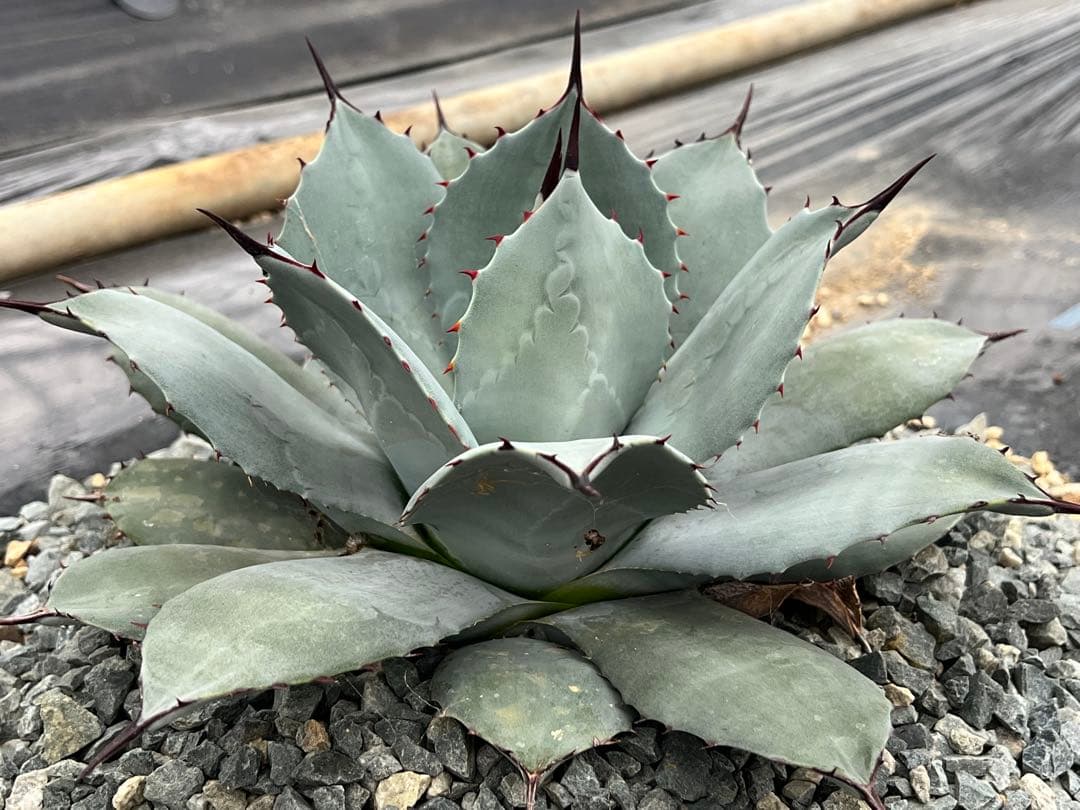 ミ*ー様 アガベ 吉祥天 パリー ホーチエンシス 30cmほど