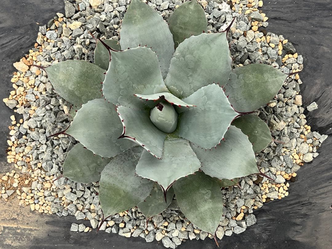 ミ*ー様 アガベ 吉祥天 パリー ホーチエンシス 30cmほど