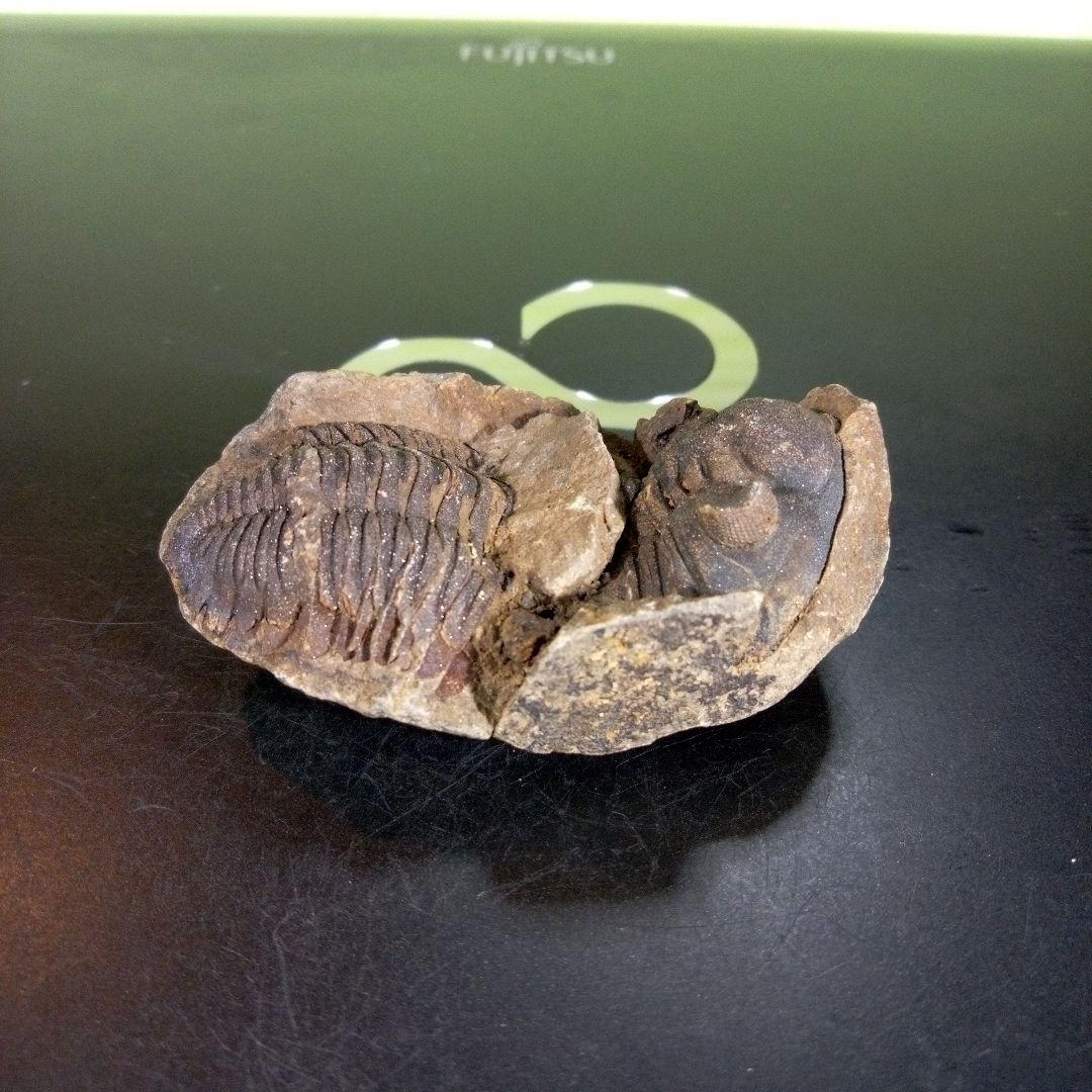 三葉虫　化石　ボリビア産　南アメリカ　trilobite　Bolivia三葉虫⑧