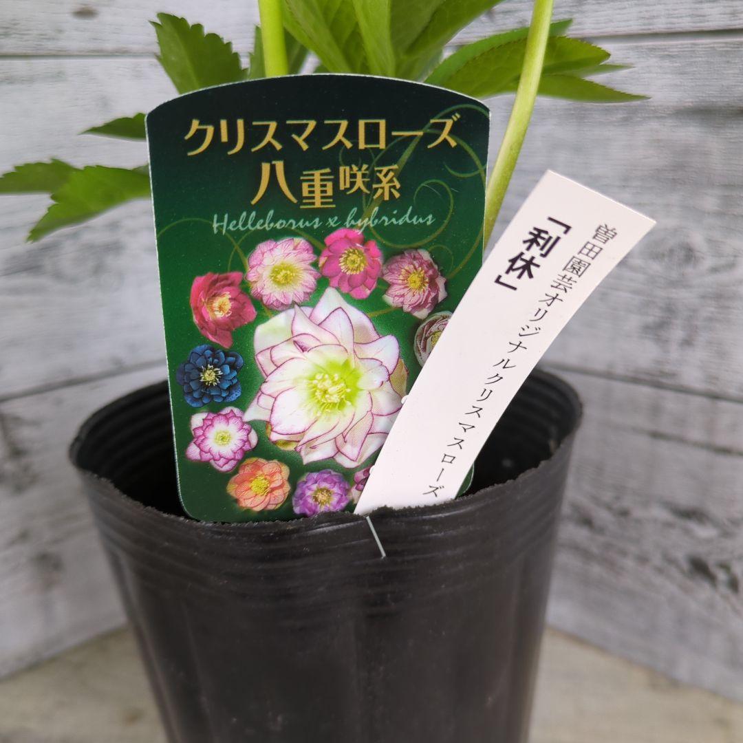 【現品・ポットまま発送】超希少　花付き　曽田園芸クリスマスローズ 利休⑤