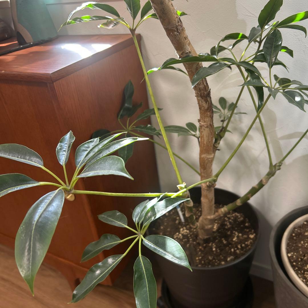 【現地引き取り】【大株】観葉植物 シェフレラ ツピタンサス 鉢込み188センチ