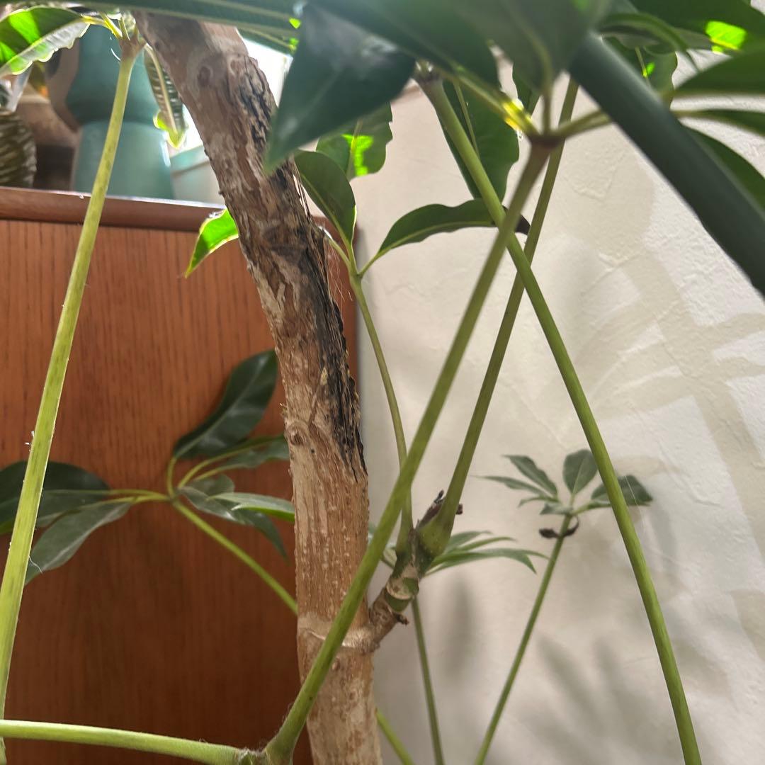 【現地引き取り】【大株】観葉植物 シェフレラ ツピタンサス 鉢込み188センチ
