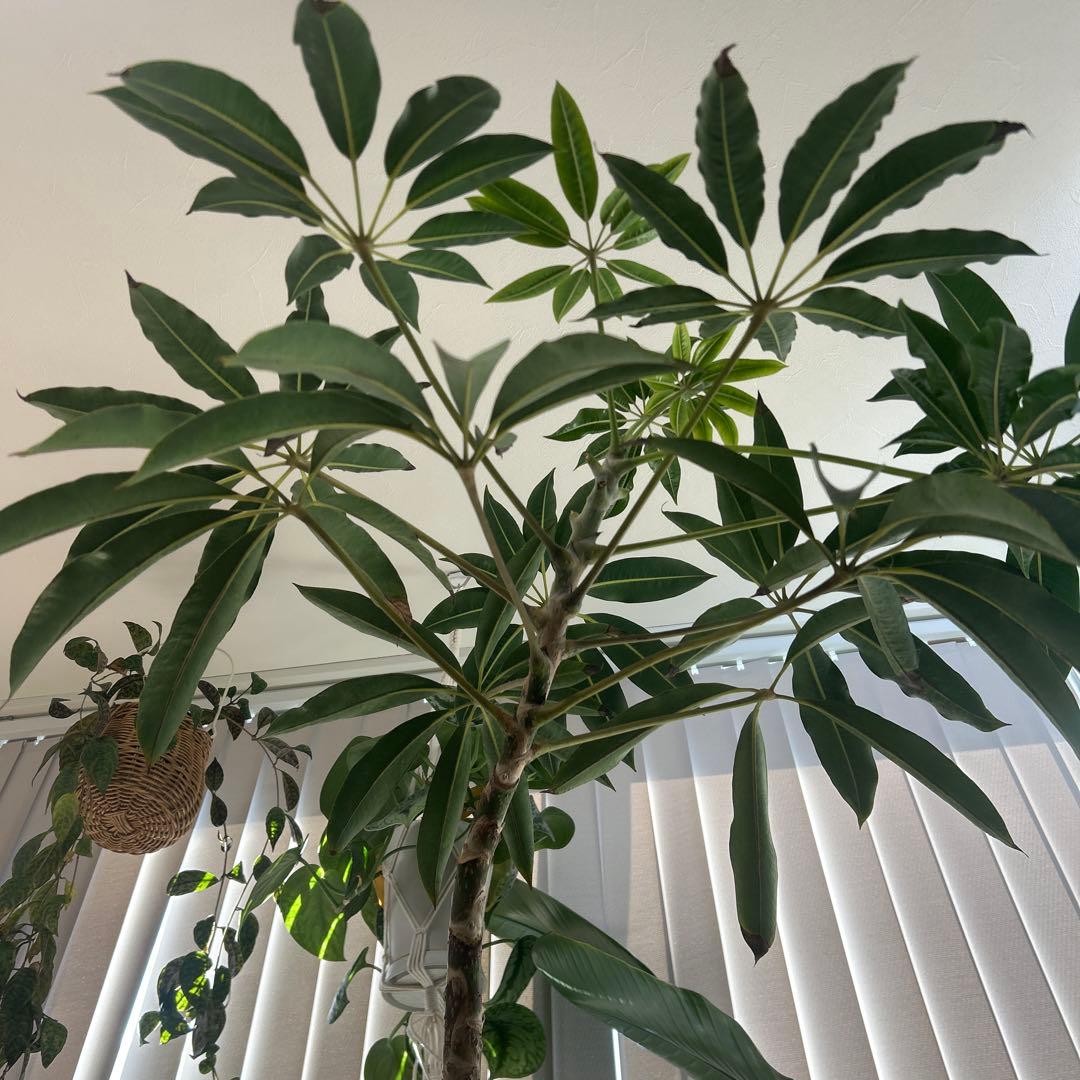 【現地引き取り】【大株】観葉植物 シェフレラ ツピタンサス 鉢込み188センチ