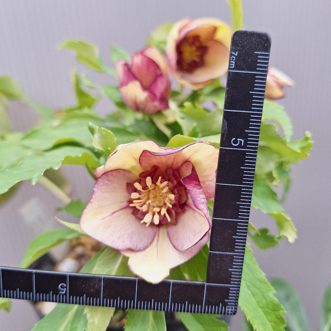 まや 26-4 クリスマスローズ 3ポットセット