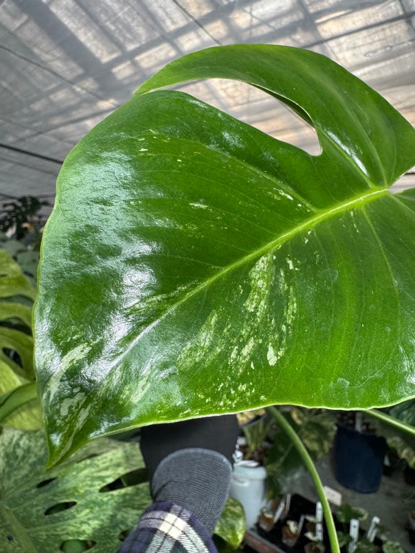 T2 モンステラ　デリシオーサ　ミント　トリカラー