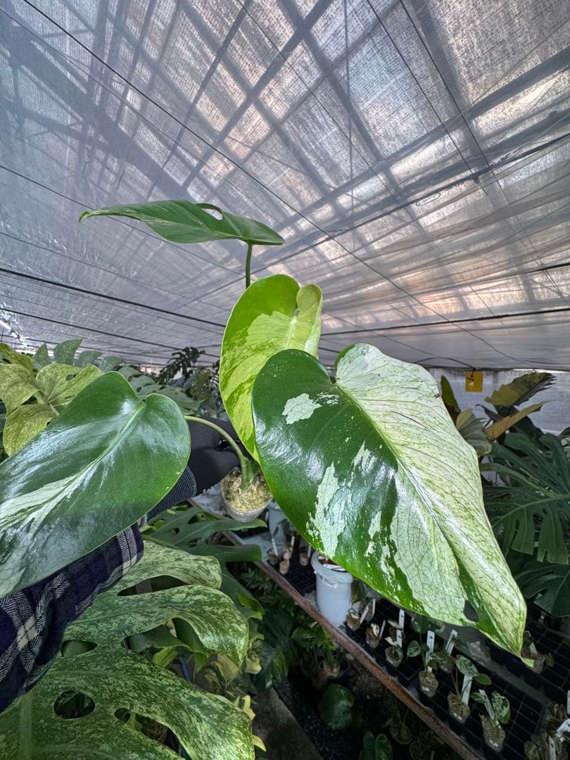 T2 モンステラ　デリシオーサ　ミント　トリカラー