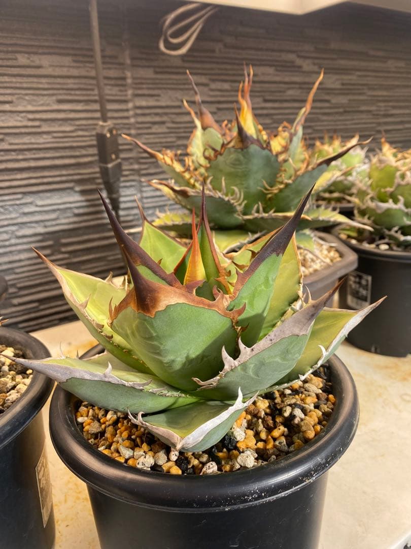 アガベ　オテロイ　実生