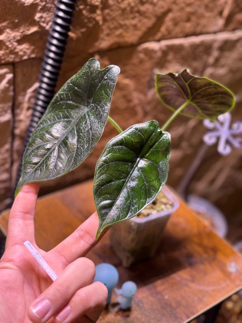 アロカシア　グリーンユニコーン