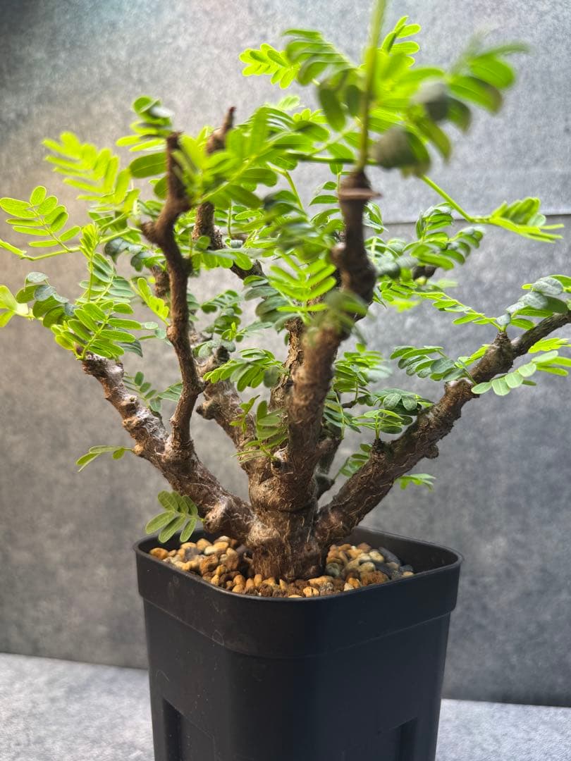 センナ　メリディオナリス　海外実生　発根済み　400