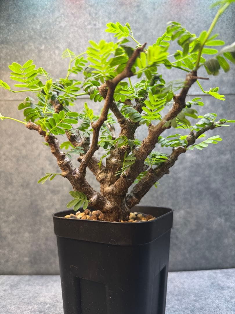 センナ　メリディオナリス　海外実生　発根済み　400