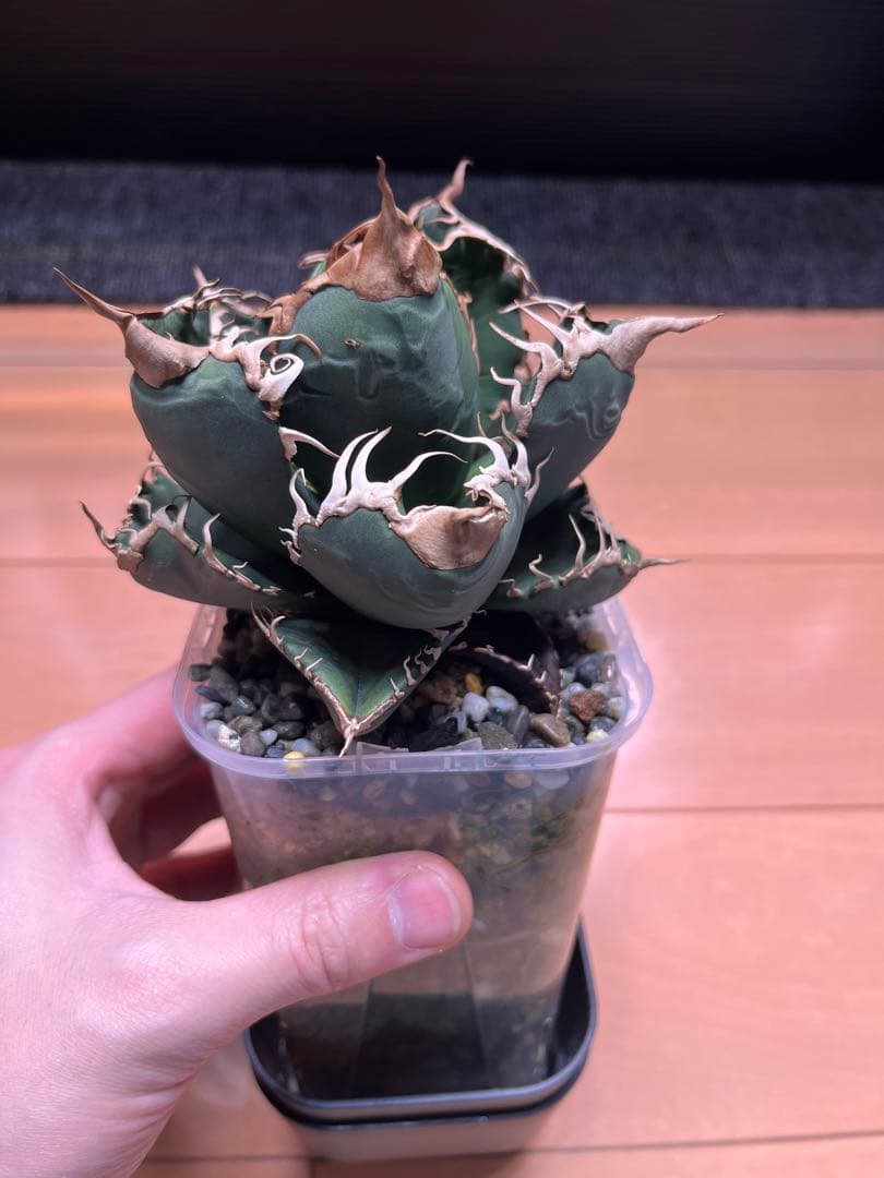 アガベ　スーパーチタノタ