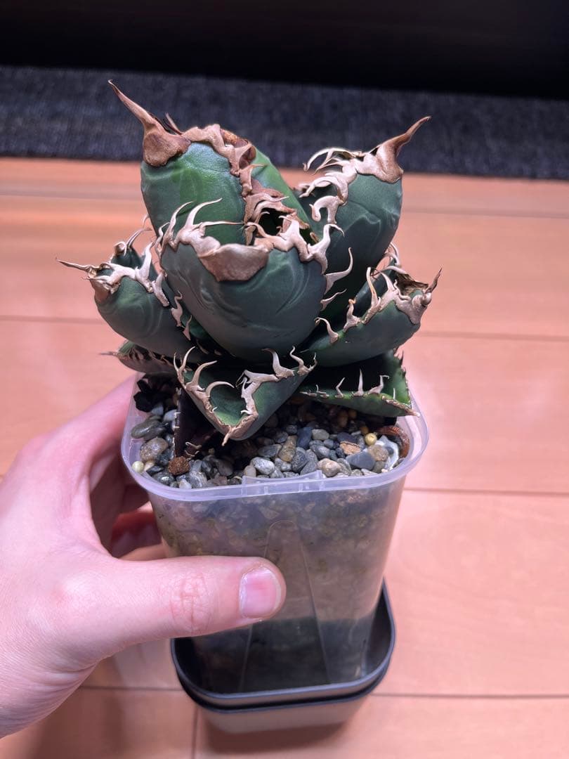 アガベ　スーパーチタノタ