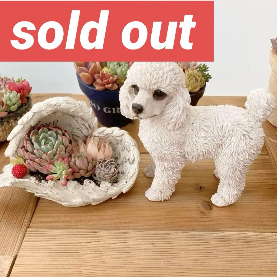 多肉植物　寄せ植え（エンジェル.ウイング鉢♪プードル付き）