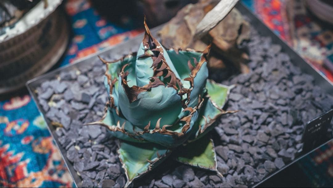 チタノタブルー　超選抜実生　子株出品（画像4枚目以降が出品株）