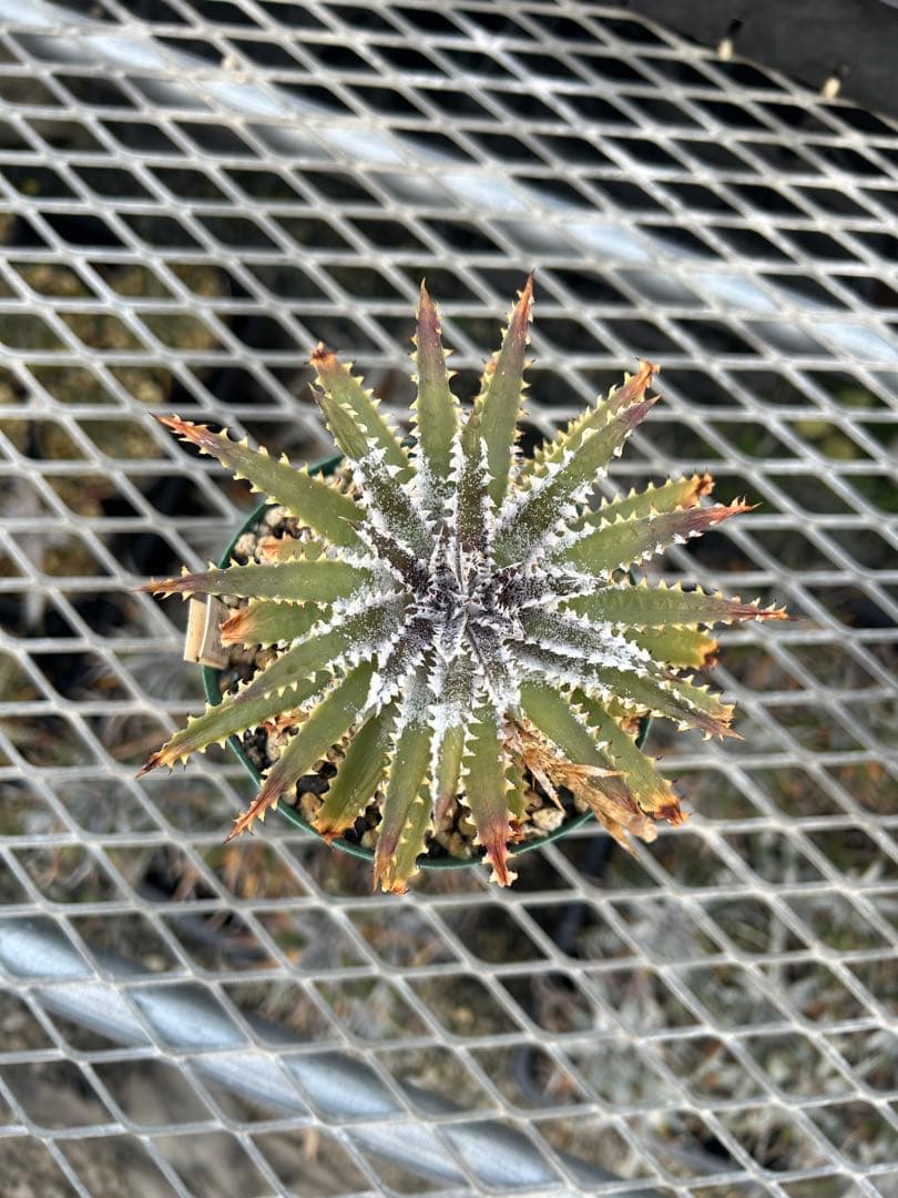 DBディッキア Dyckia Bill Baker hyb #216 ⑶