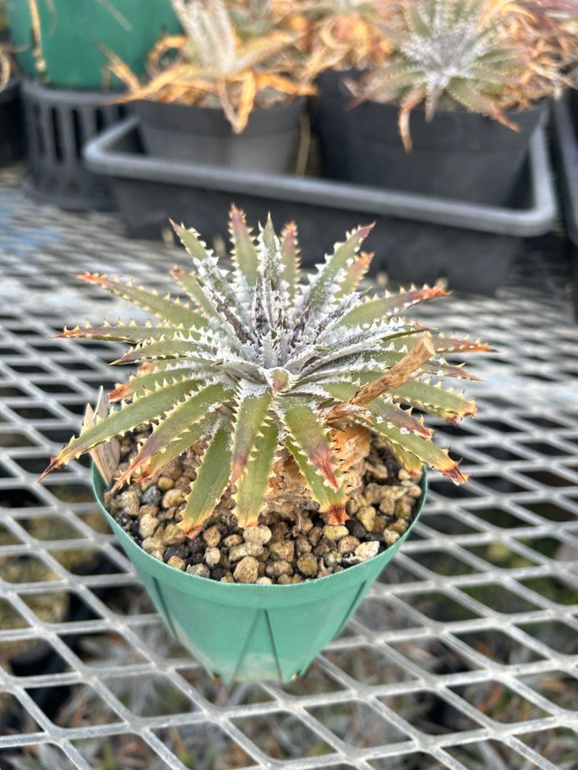 DBディッキア Dyckia Bill Baker hyb #216 ⑶