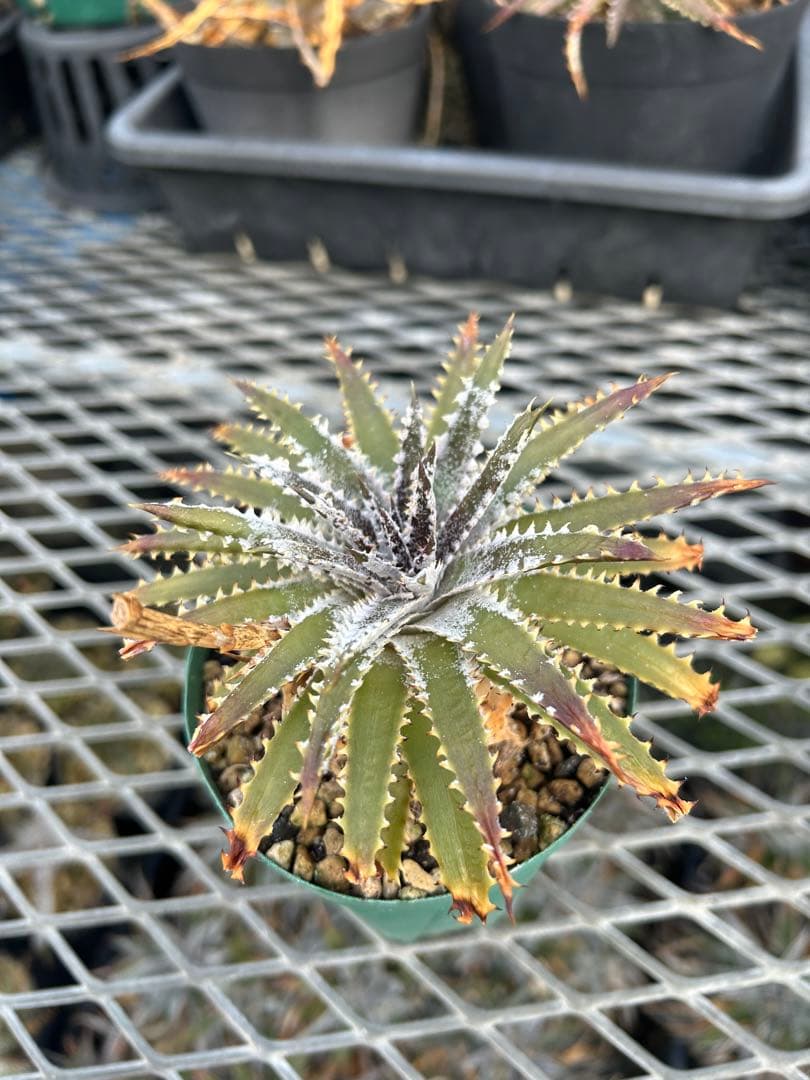 DBディッキア Dyckia Bill Baker hyb #216 ⑶