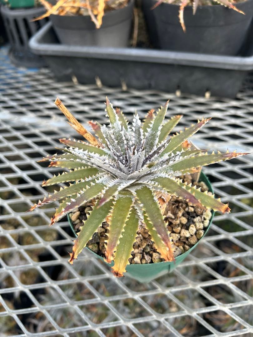 DBディッキア Dyckia Bill Baker hyb #216 ⑶