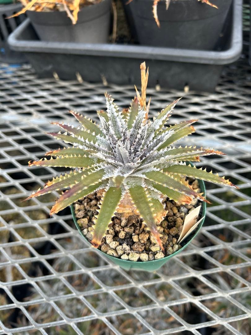 DBディッキア Dyckia Bill Baker hyb #216 ⑶