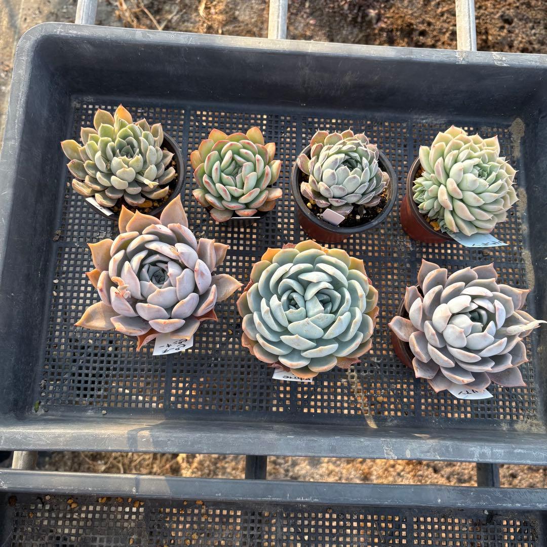エケベリア 7種 白い子セット 抜き苗 多肉植物