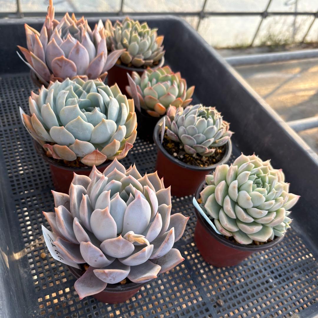 エケベリア 7種 白い子セット 抜き苗 多肉植物