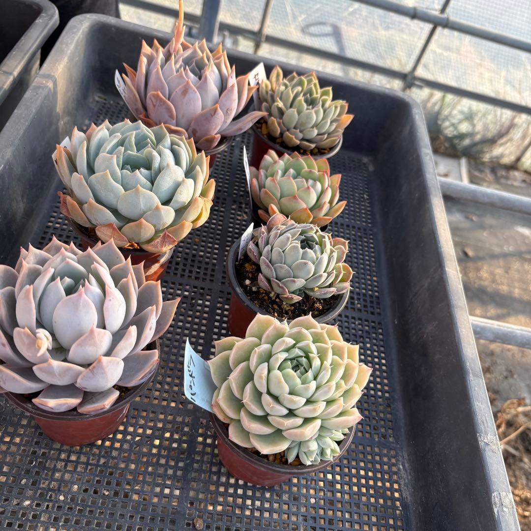 エケベリア 7種 白い子セット 抜き苗 多肉植物