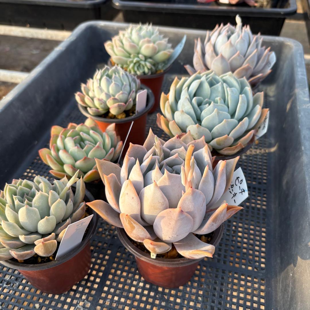 エケベリア 7種 白い子セット 抜き苗 多肉植物