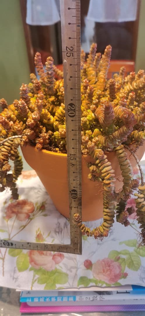 舞乙女 多肉植物 銭串 古株，大苗，大群生株 根付き発送 撮影12月14日