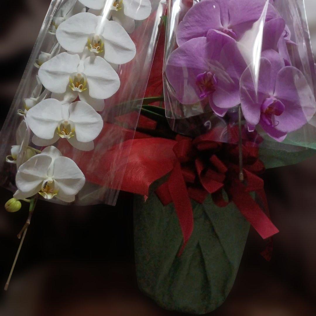 胡蝶蘭　生花　紅白