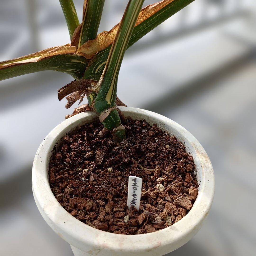 モンステライエローモンスターの鉢植え