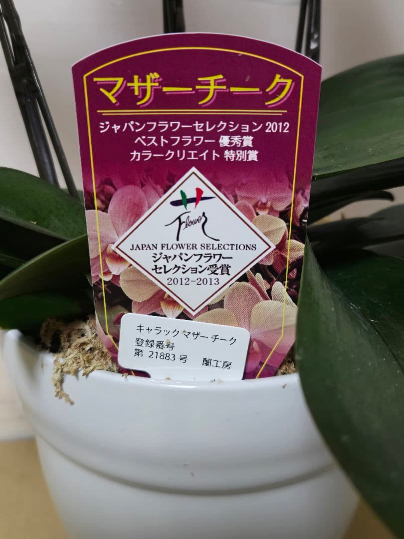 ☆胡蝶蘭☆ファレノプシス☆マザーチーク☆蘭工房☆陶器6号☆希少☆3F☆