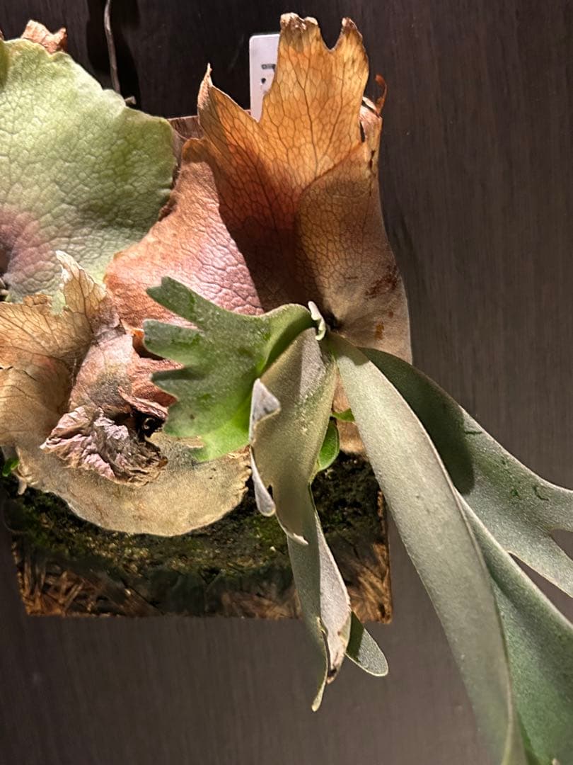 p.willinckii DTST 2株　ウィリンキー　DTST