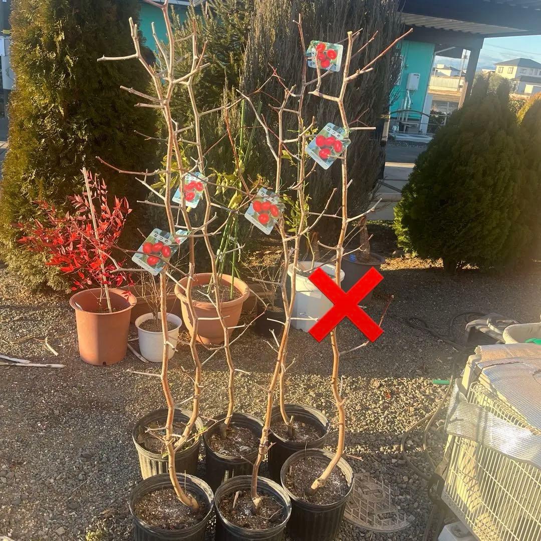 ナツメの苗木 赤い果実　1株