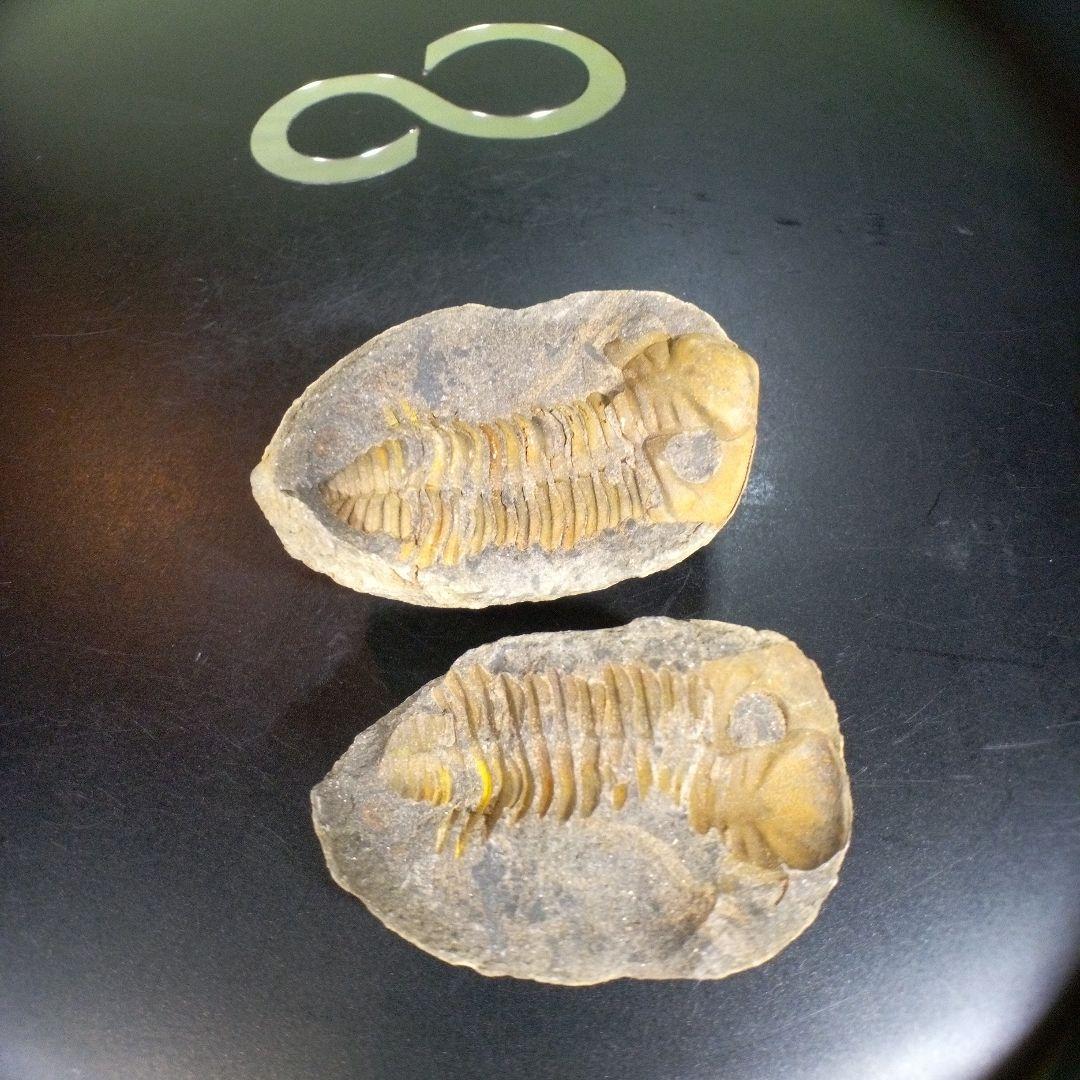 三葉虫　化石　fossil　海　ボリビア産　trilobite　ボリビア化石郡①