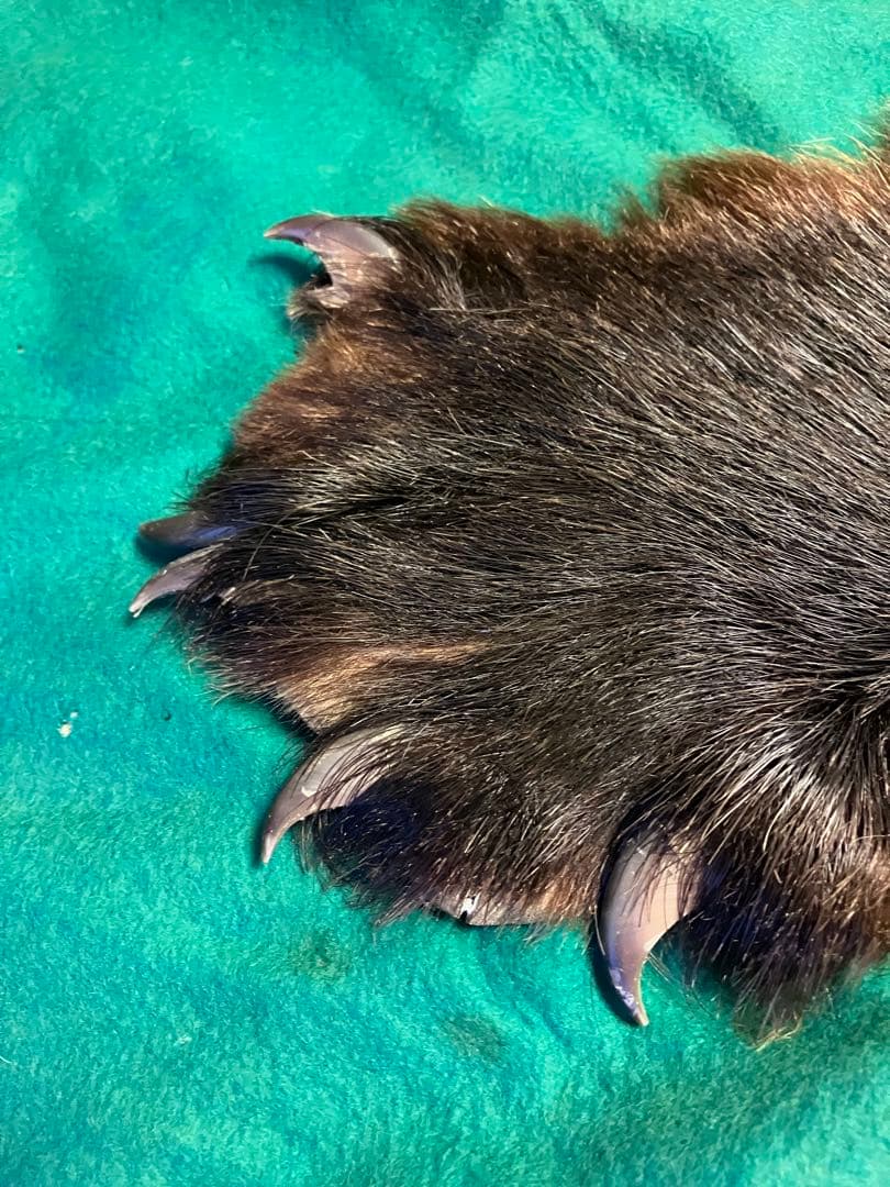 ヒグマ　熊　黒毛　剥製　毛皮　絨毯