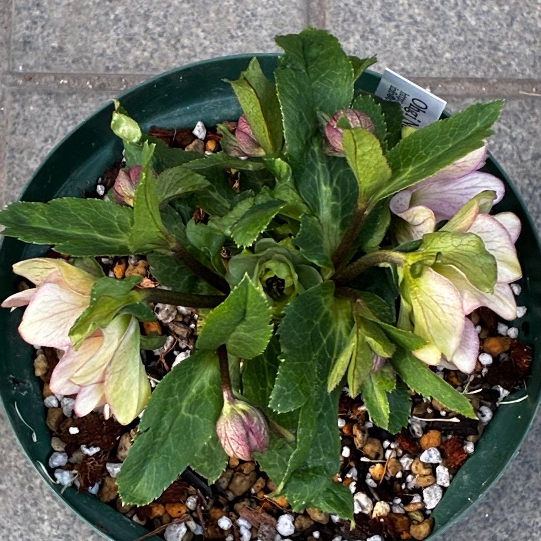 も*子様 3482☘️蕾花タグ付☘️超レア☘️SD⭐️マイクロヒデコート⭐️小輪