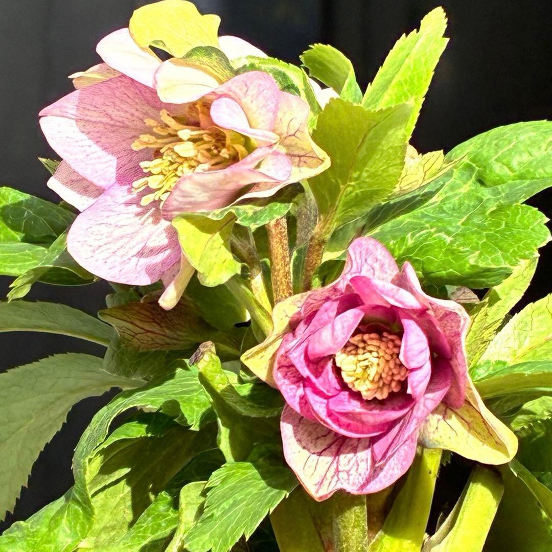 も*子様 3482☘️蕾花タグ付☘️超レア☘️SD⭐️マイクロヒデコート⭐️小輪