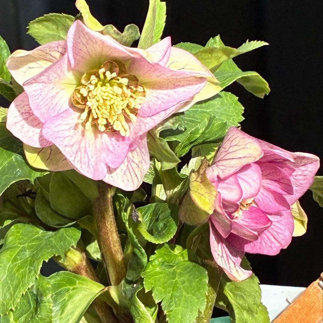 も*子様 3482☘️蕾花タグ付☘️超レア☘️SD⭐️マイクロヒデコート⭐️小輪