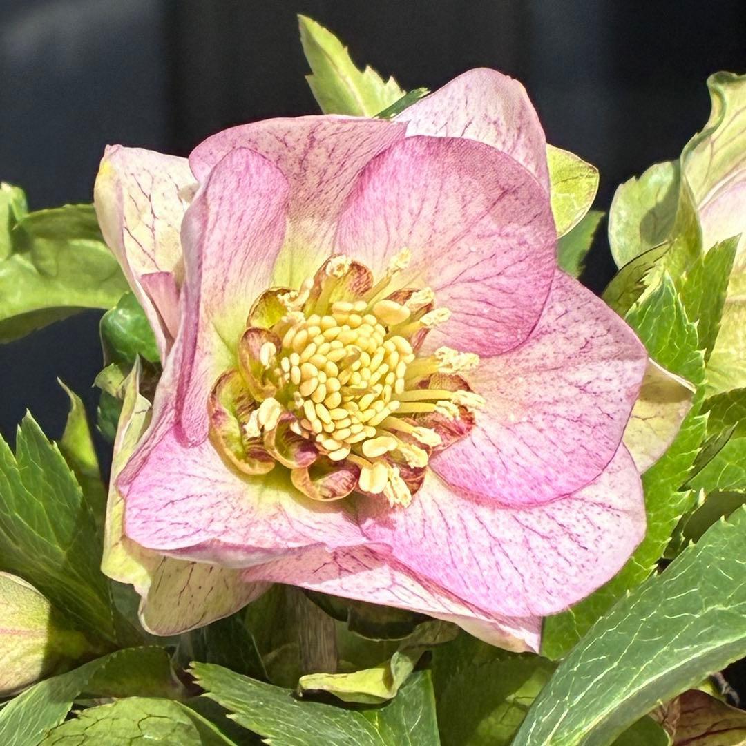 も*子様 3482☘️蕾花タグ付☘️超レア☘️SD⭐️マイクロヒデコート⭐️小輪