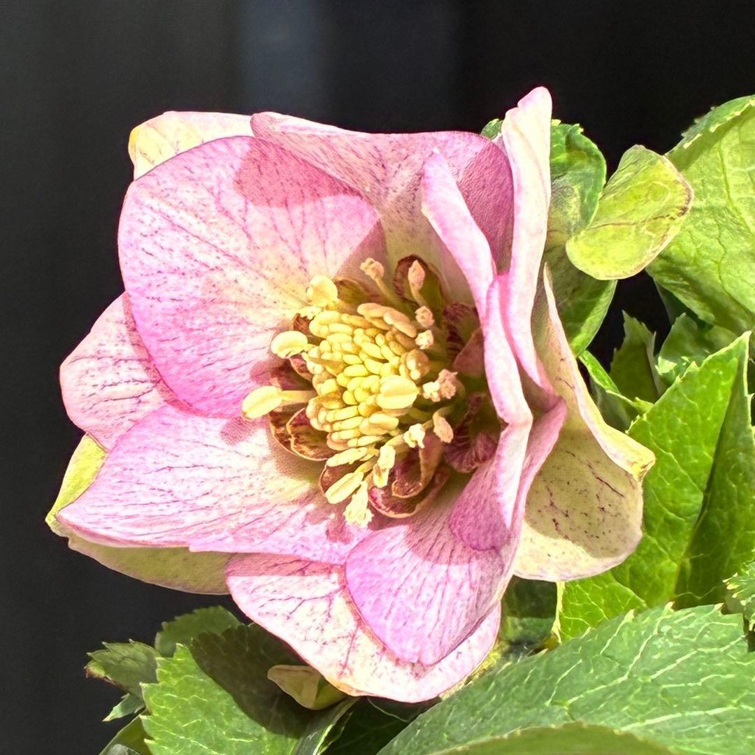 も*子様 3482☘️蕾花タグ付☘️超レア☘️SD⭐️マイクロヒデコート⭐️小輪