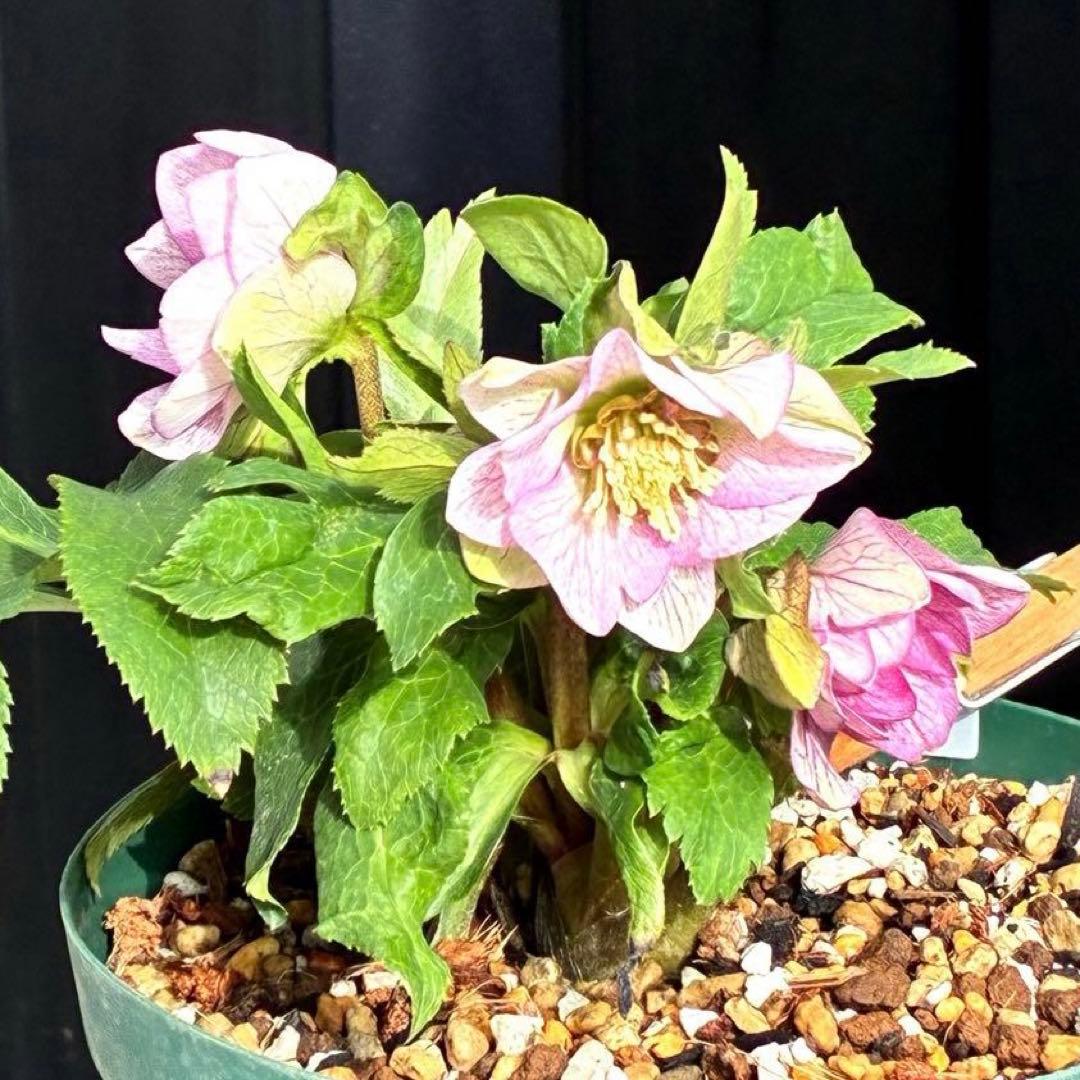 も*子様 3482☘️蕾花タグ付☘️超レア☘️SD⭐️マイクロヒデコート⭐️小輪