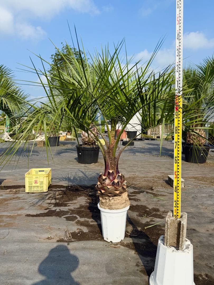 ココスヤシシルバーリーフ 【極太】葉先150cm 幹回り90cm 幹高30cm