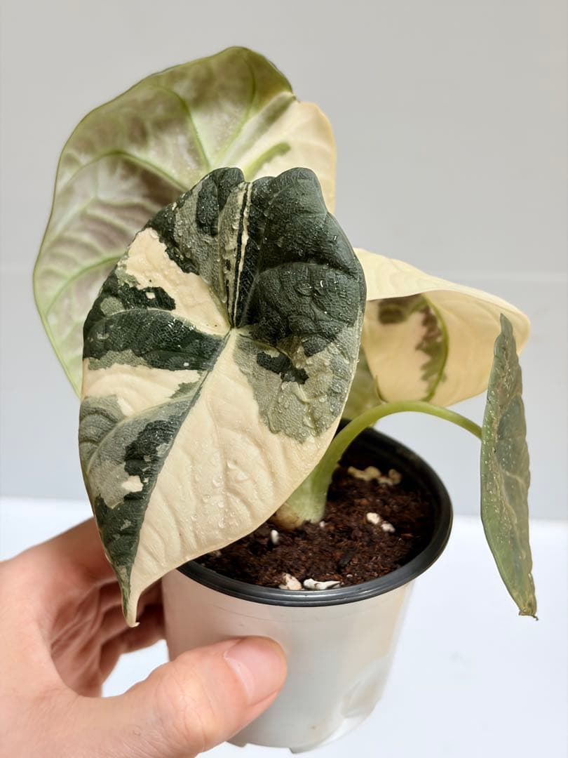 ☆超美斑☆アロカシア マハラニ アルボ