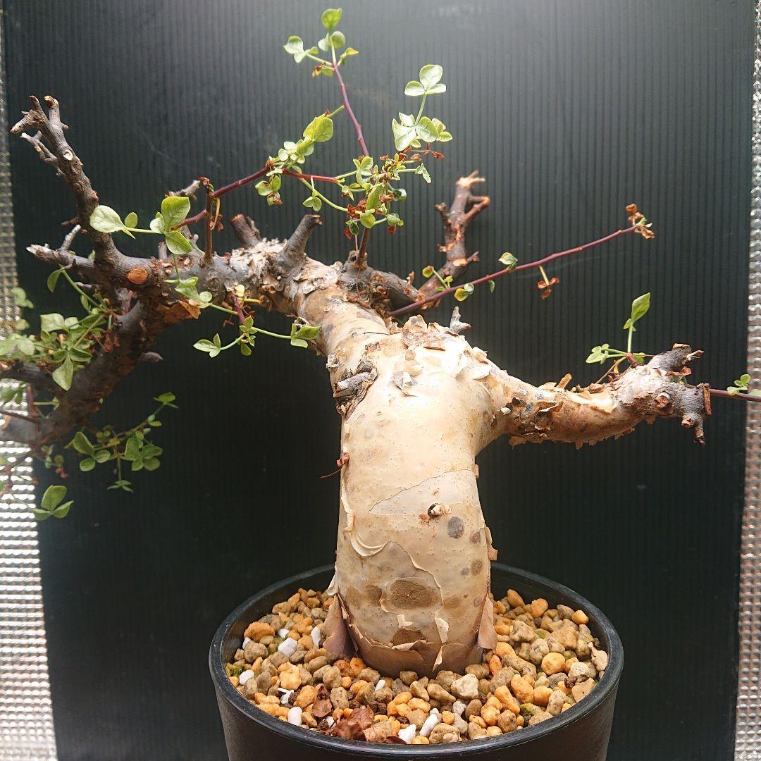 コミフォラ カタフ ピュア 現地球 発根済み 塊根植物 パキプス