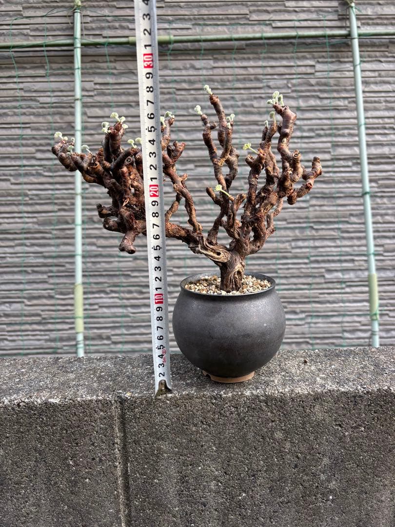 ペラルゴニウム　ミラビレ　塊根植物　コーデックス たけろうポッド