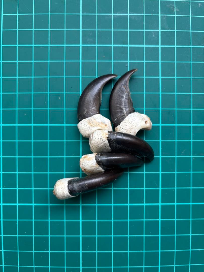 熊ノ爪