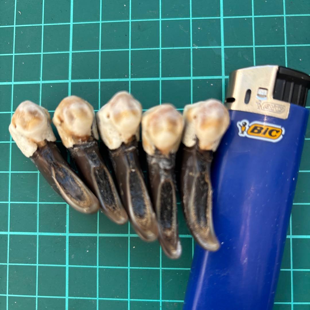 熊ノ爪