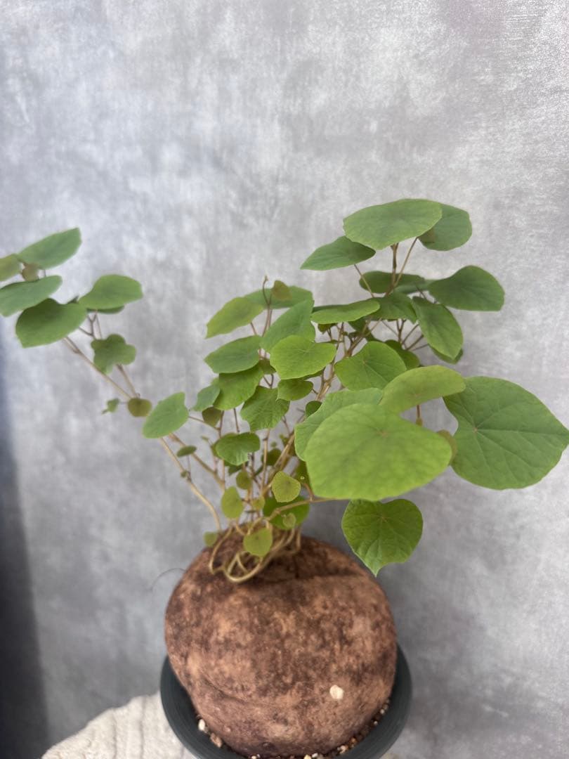 【超特大/美株】ステファニア・ベノサ 塊根幅15cm 発根済 コーデックス