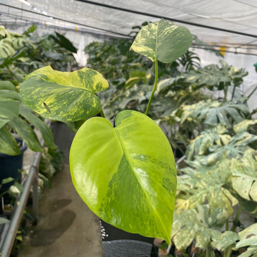 R11 モンステラ　イエローマリリン　黄斑入り